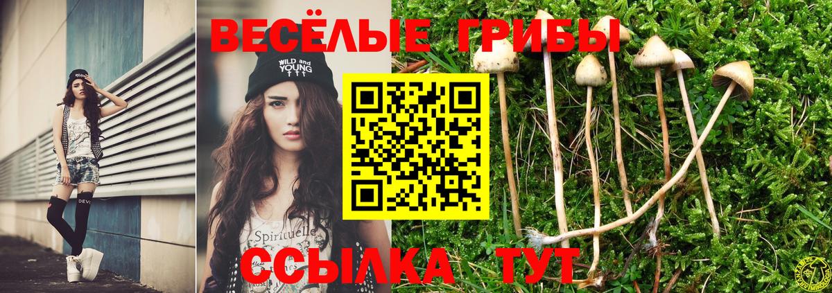 Галлюциногенные грибы Cubensis Котовск