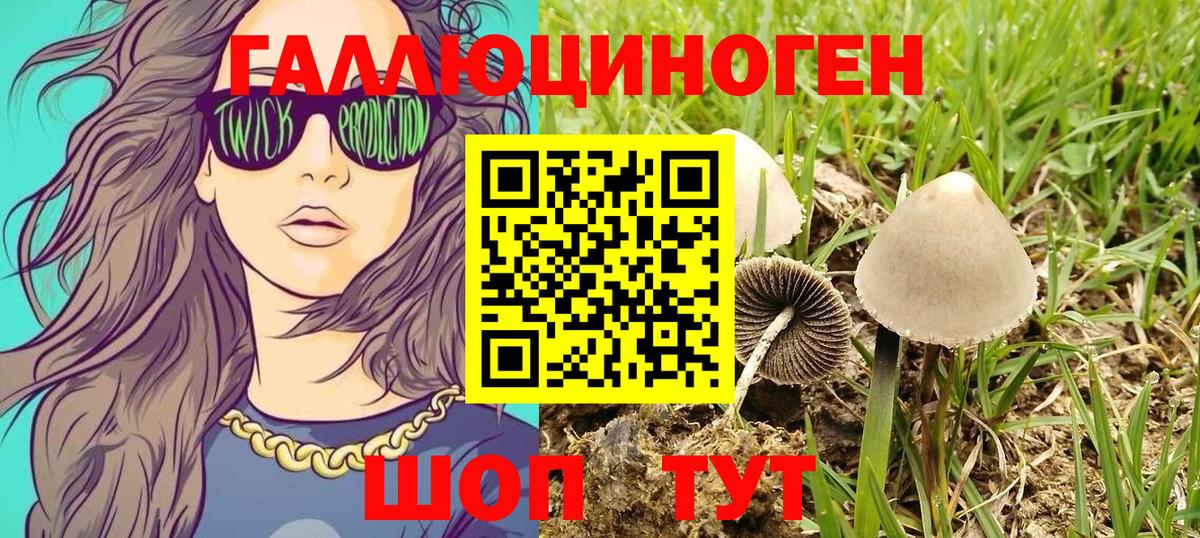 Псилоцибиновые грибы Psilocybe  Вход с VPN  Котовск 